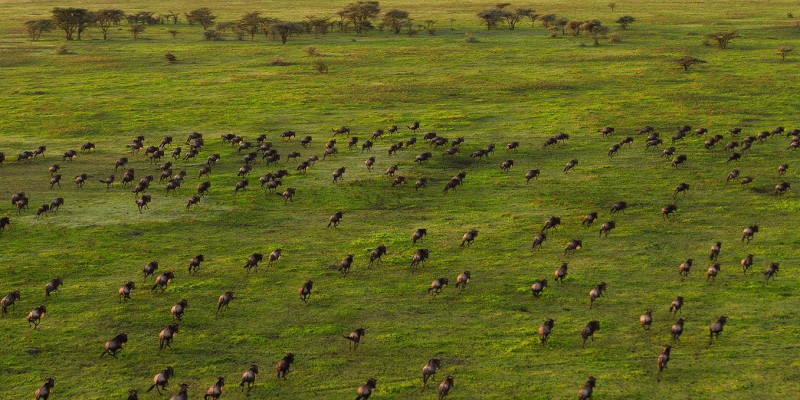 Maasai mara and serengeti