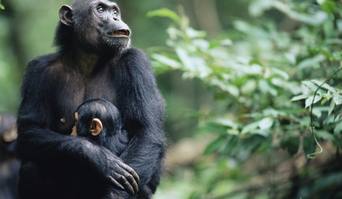 Apes In Tanzania 