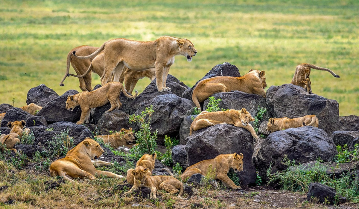 how to book safari in tanzania