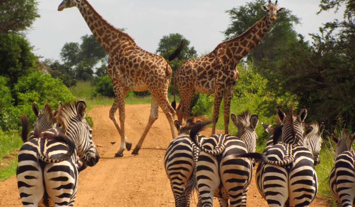what is the best time of year to see wildlife in tanzania