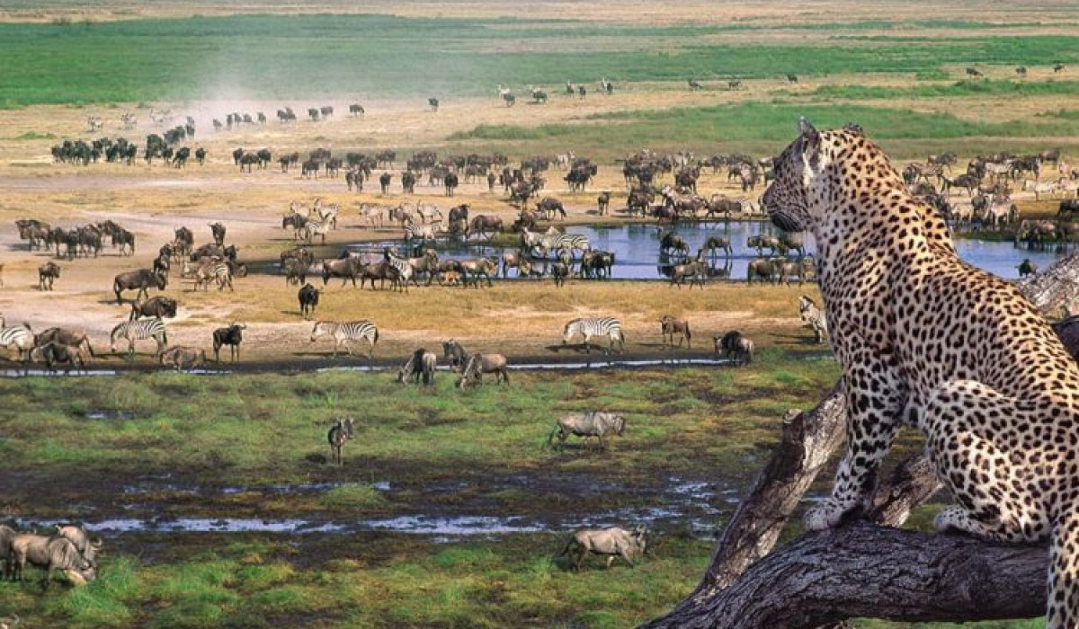 how much is a safari from zanzibar