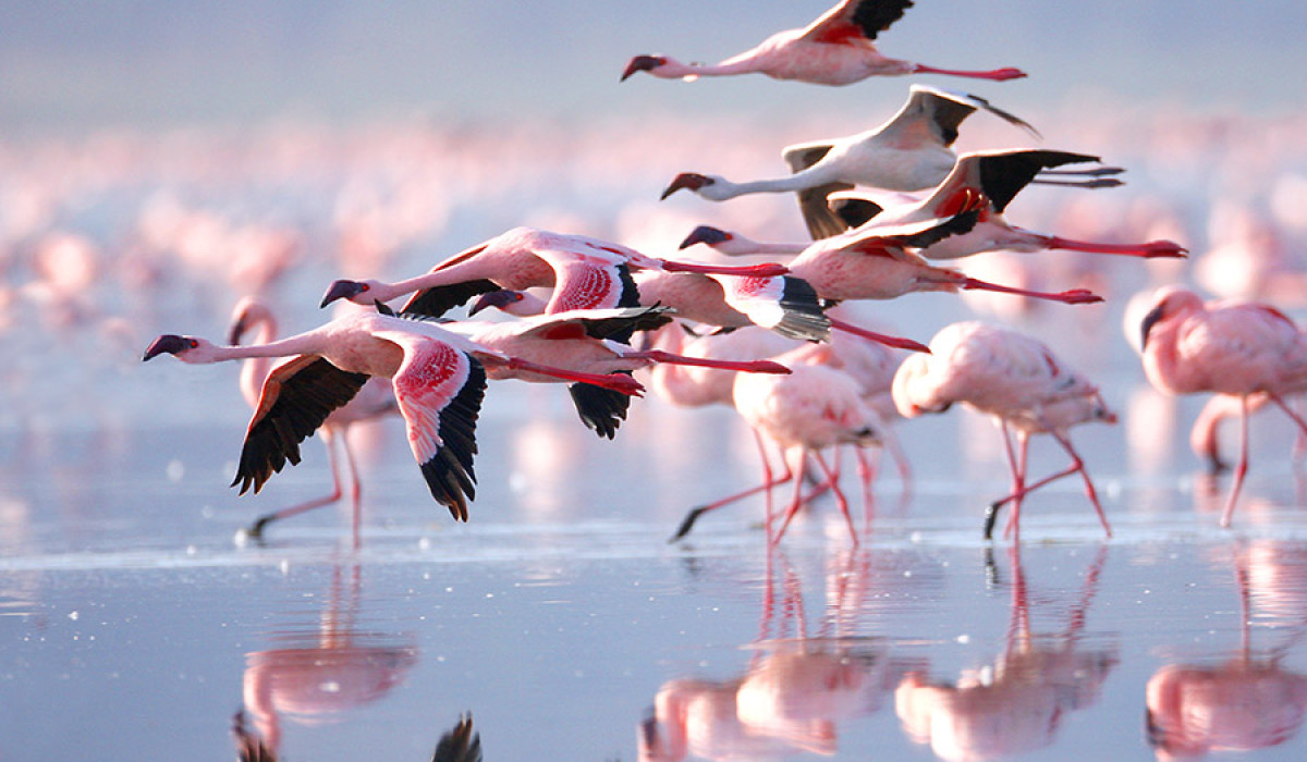 is lake natron home of flamingos