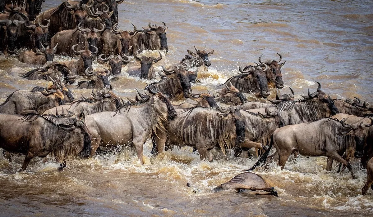 where is current wildebeest migration