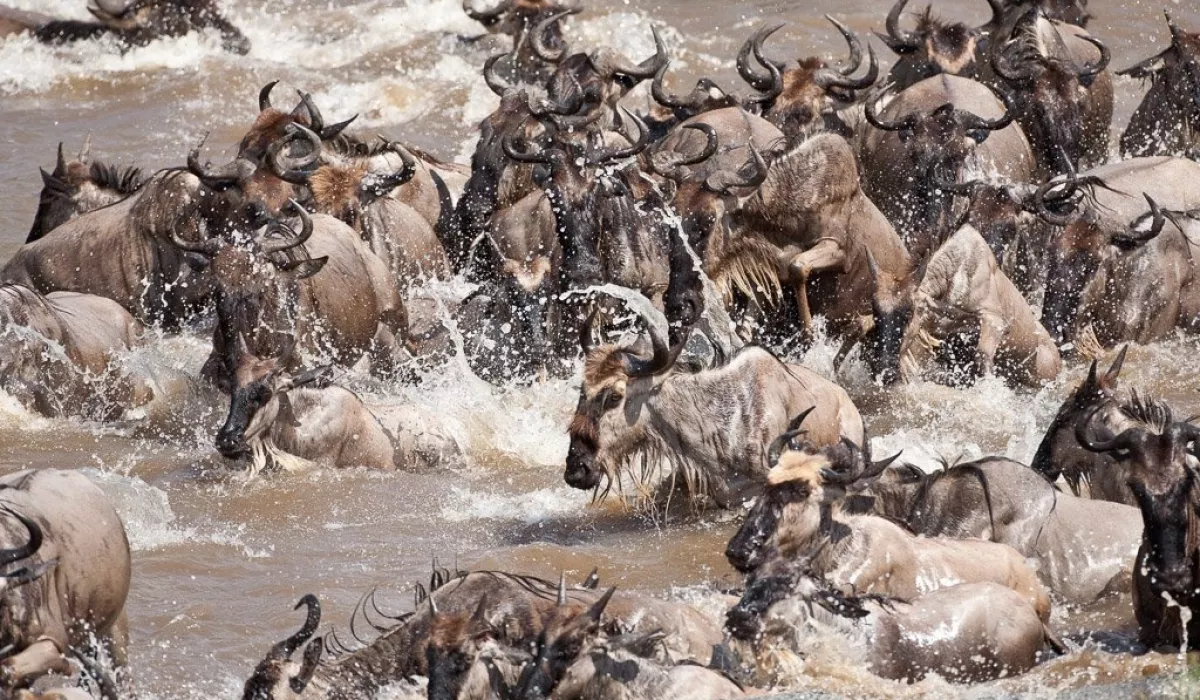 Wildebeest migration River crossing 