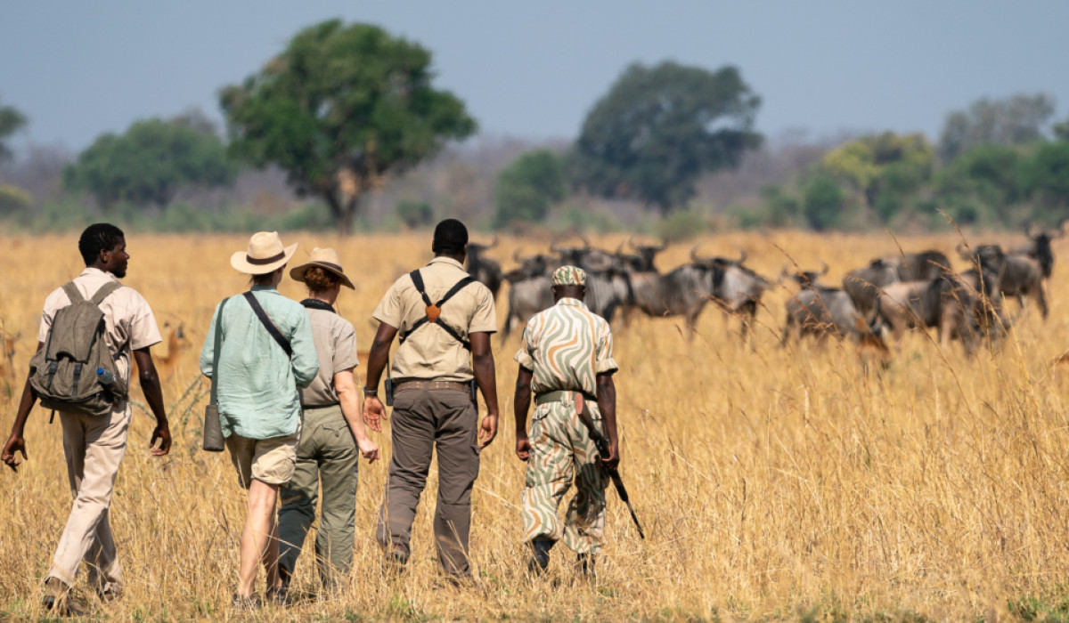 how much is a walking safari in tanzania