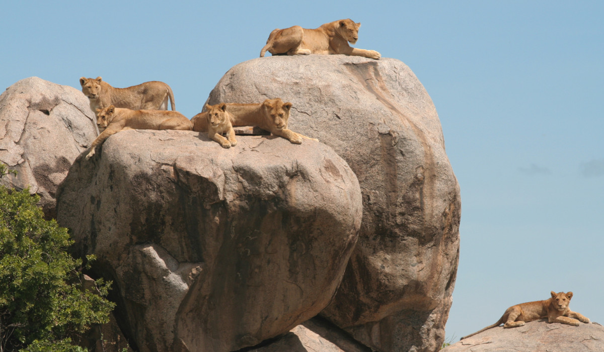 why serengeti national park has kopjes