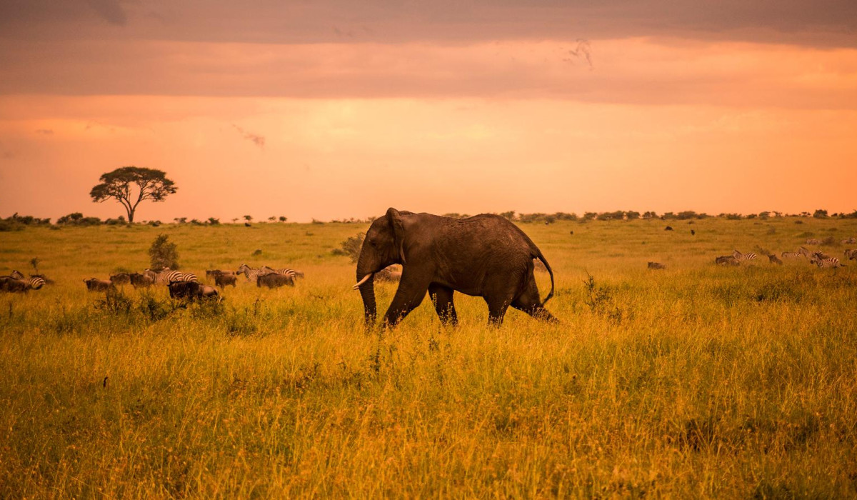 unique feature of Serengeti park 