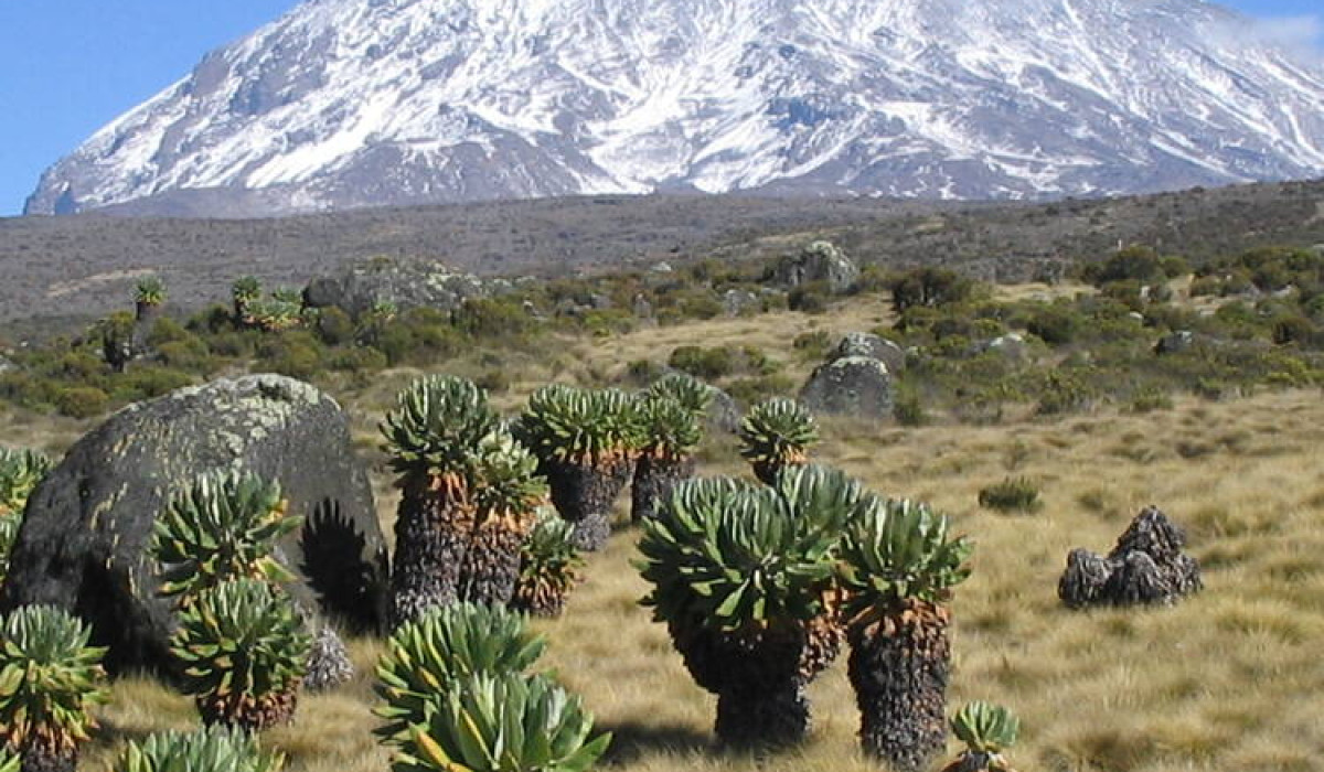 Kilimanjaro trek