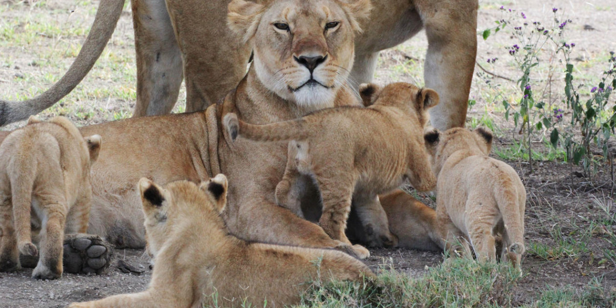 Family safari 