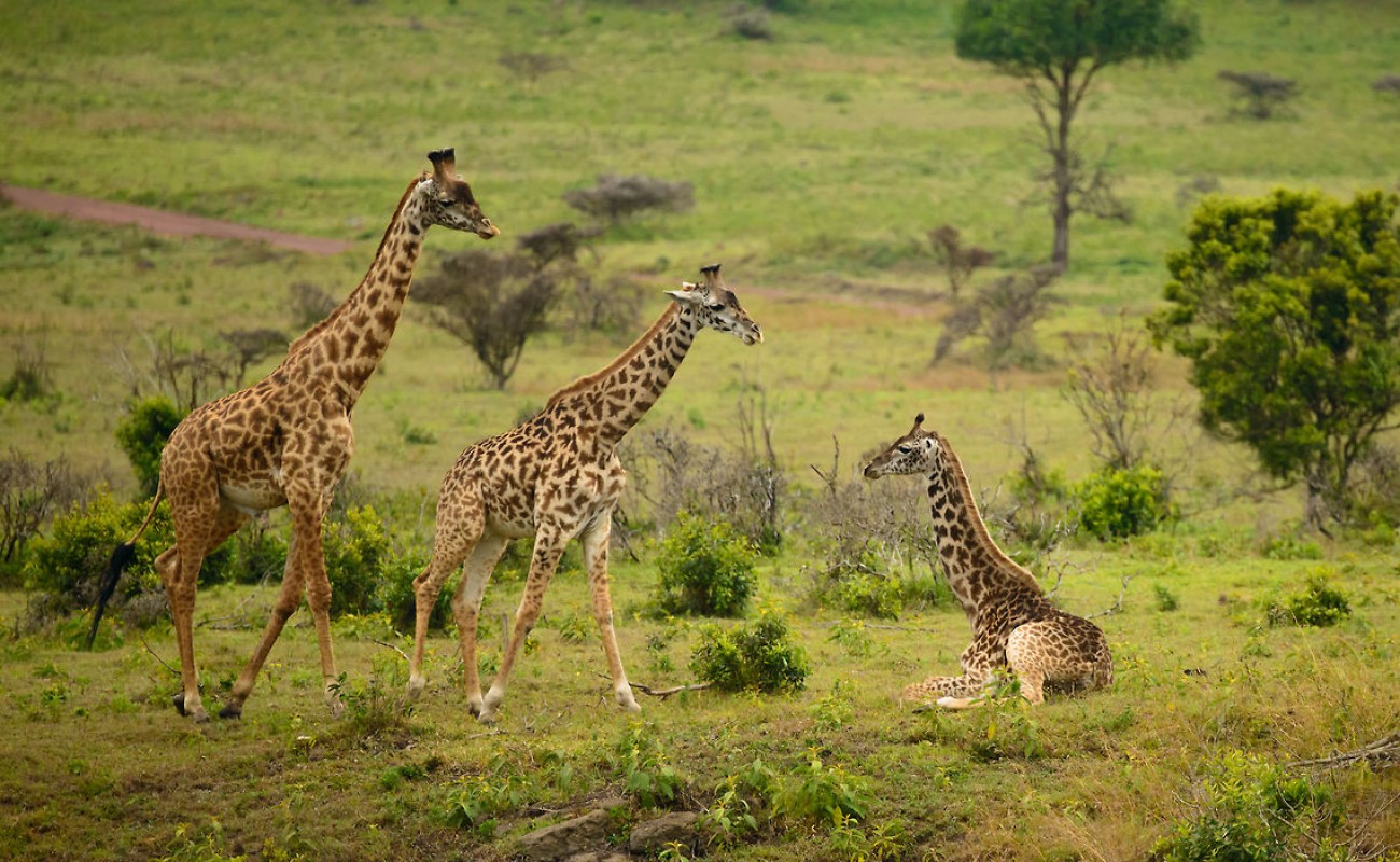 Where to go on january safari in east africa