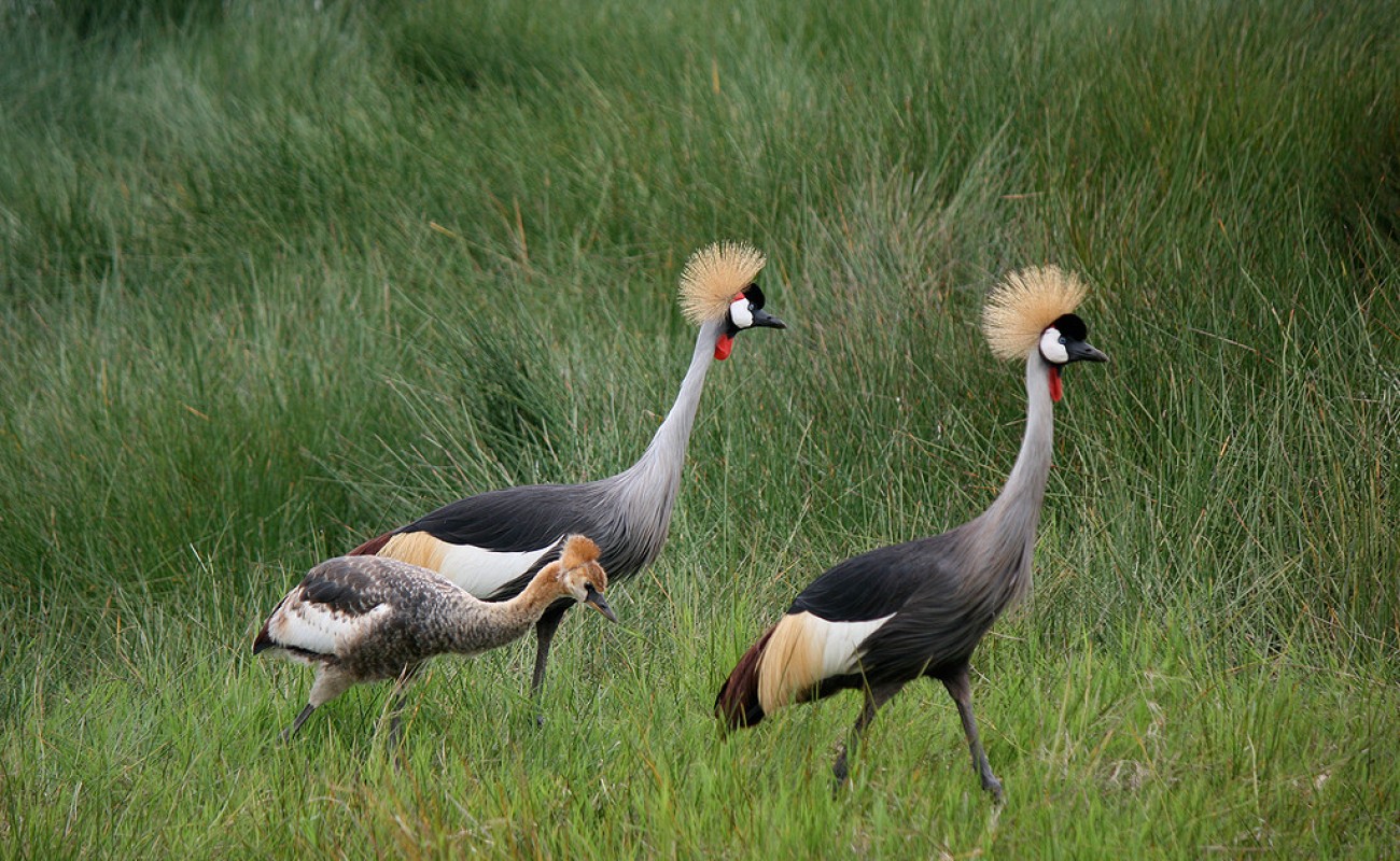 where to go on february in east africa safaris