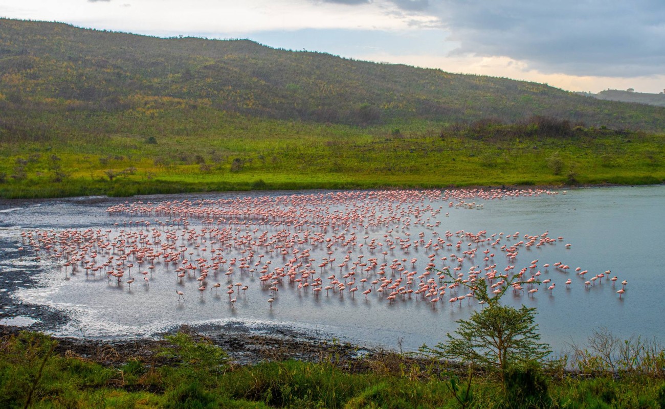 where to go on match safari in east africa