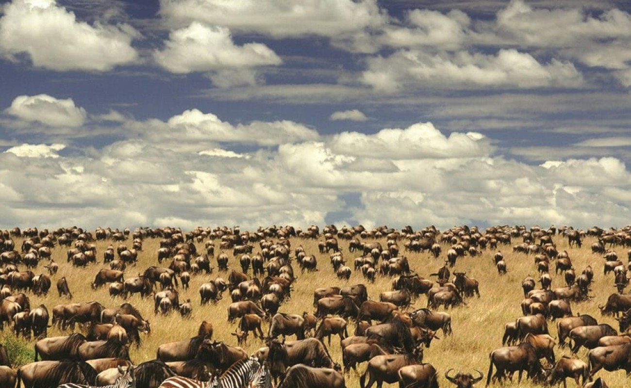 where to go on august safari in east africa