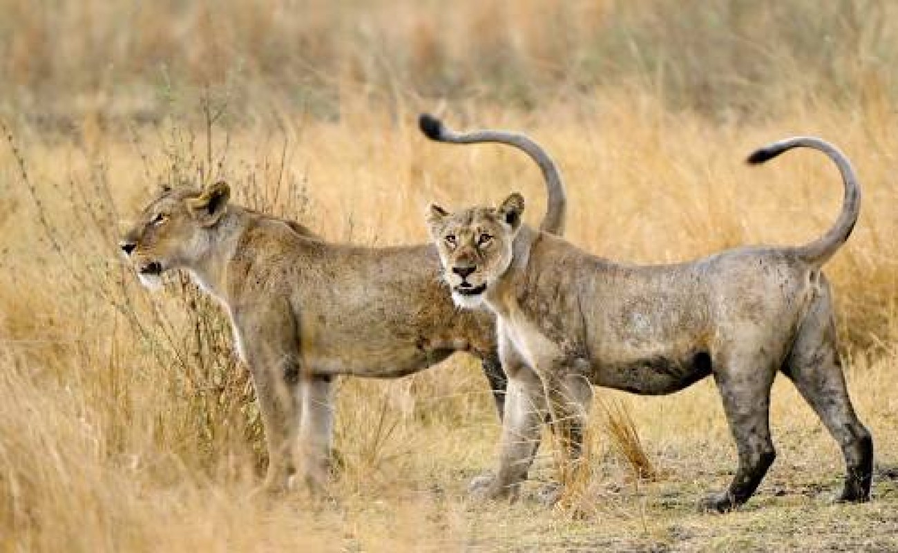 where to go on september safari in east africa
