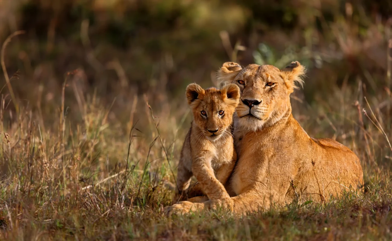 where to go on november safari in east africa