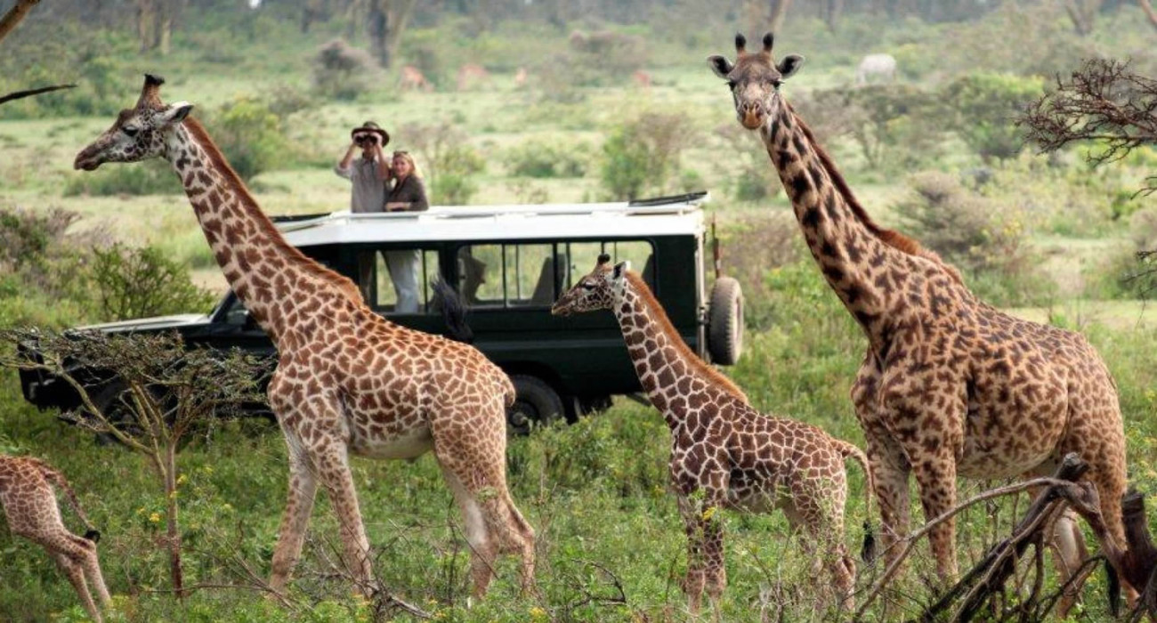 Private safari 