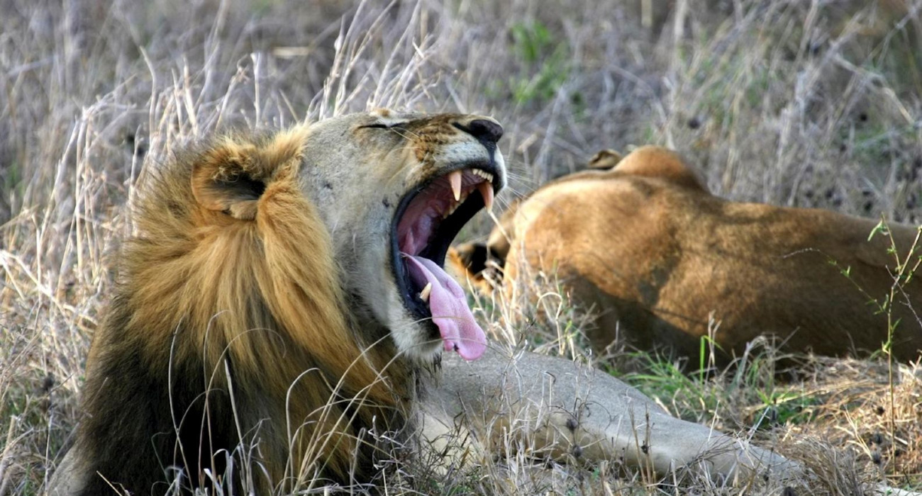 6 Days Tanzania Honeymoon safari 
