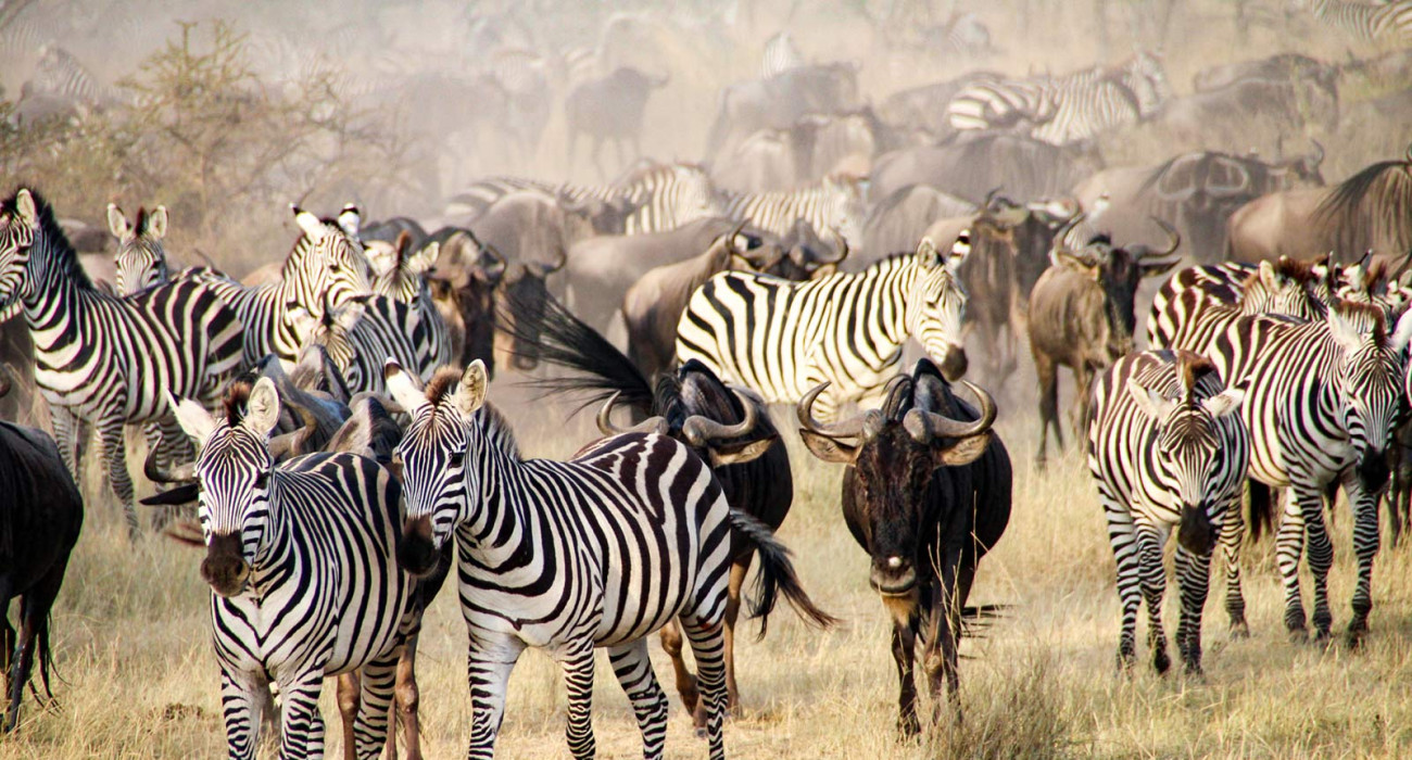 6 Days luxury safari under Serengeti sky 