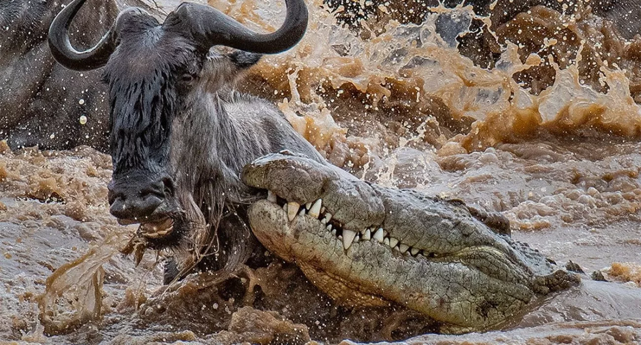 7 Day Wildebeest Crossing Mara River 