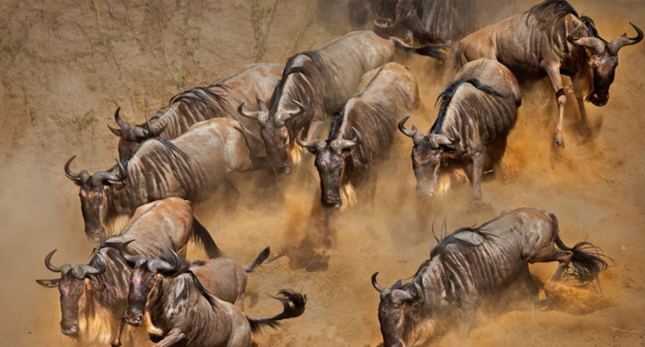 7 Day Wildebeest Crossing Mara River 