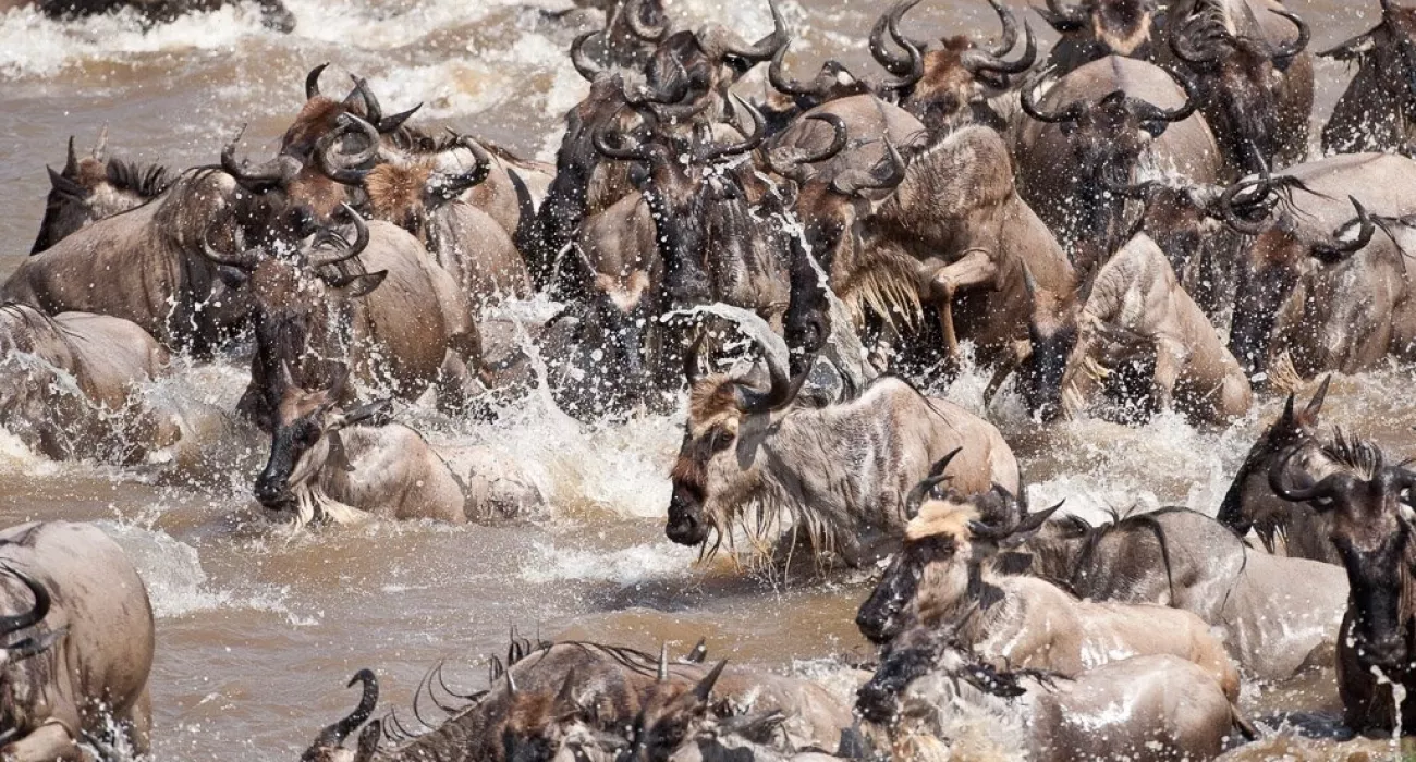 6 Days Serengeti Wildebeest migration River Crossing 