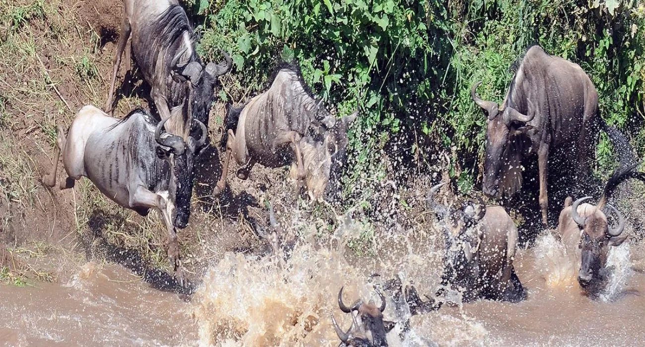 6 Day  Serengeti Wildebeest crossing 