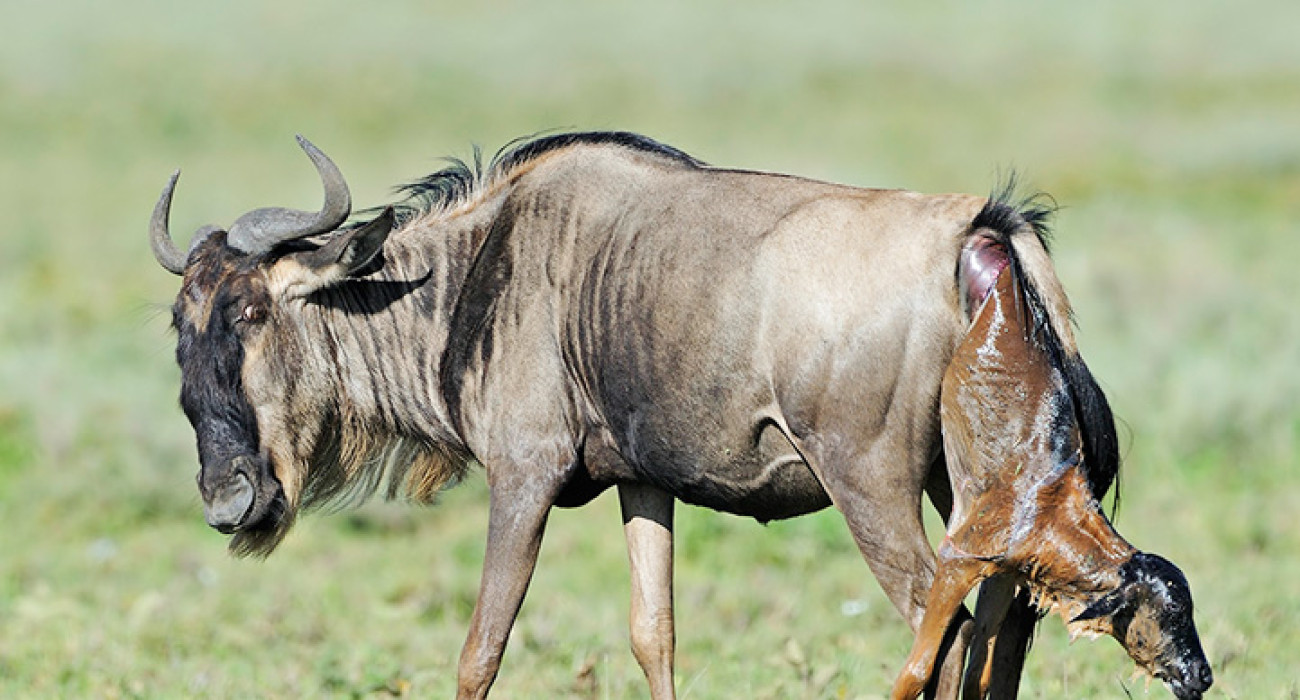 Wildebeest Migration Calve Season Ndutu Area 
