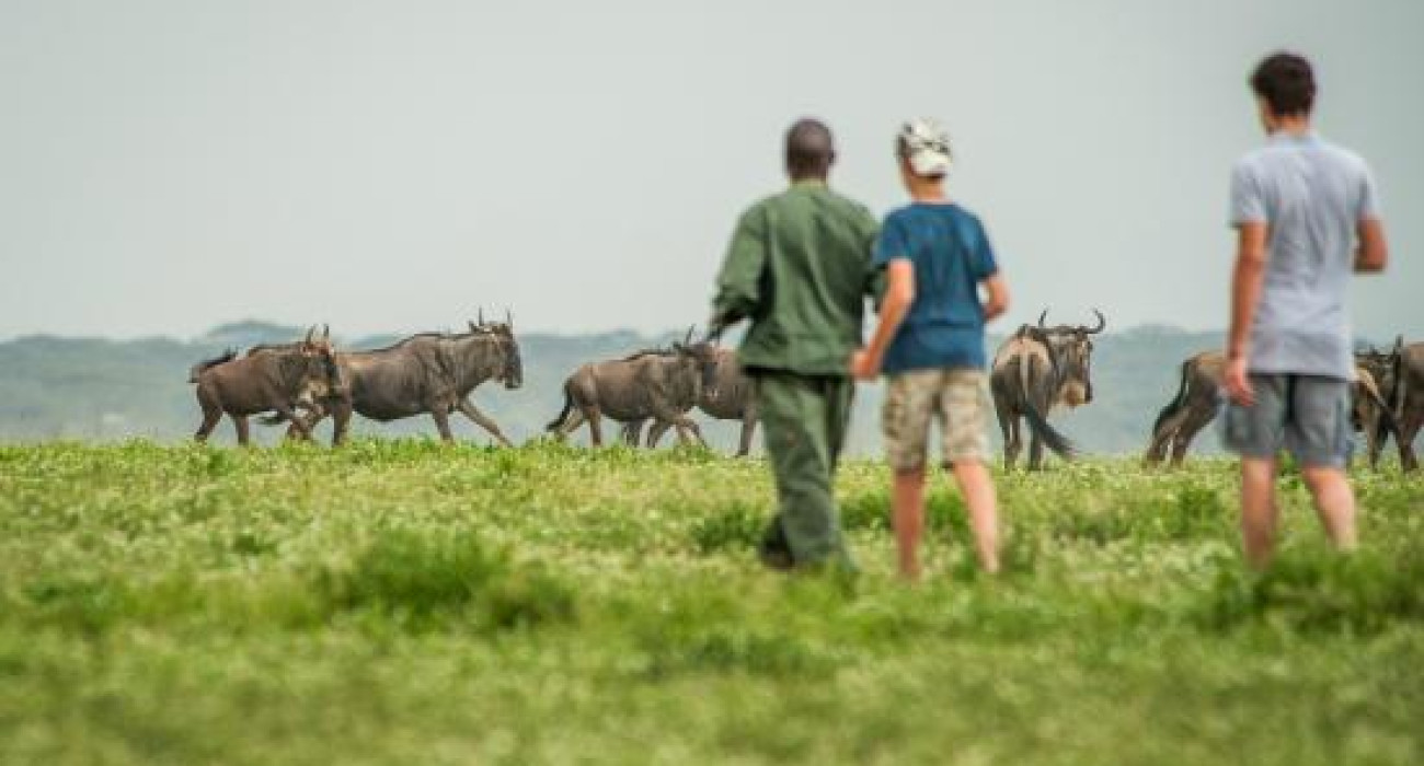 Ngorongoro walking safari 