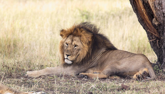 Serengeti lion 