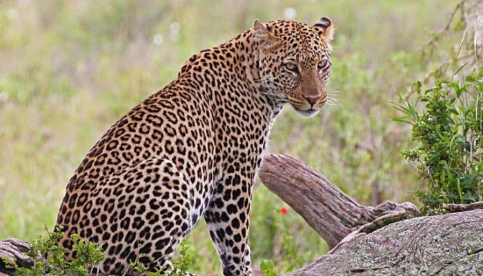 8-Day 7Nights Serengeti Experience Safari Adventure