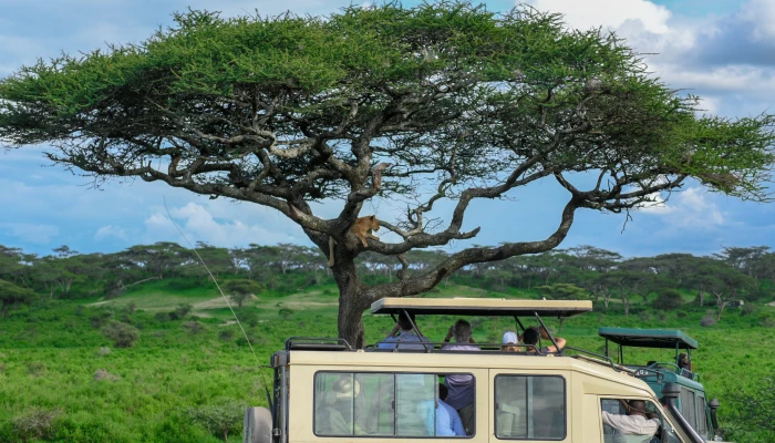  5-Day Explore Tanzania Group Budget Safari to Tarangire, Serengeti, Ngorongoro Crater, and Lake Manyara"