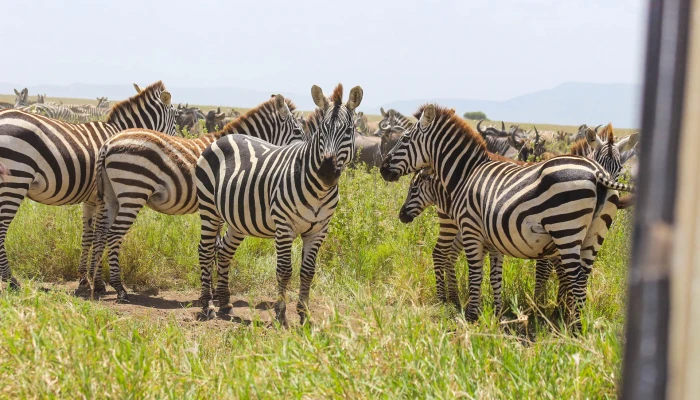 8-Day Safari Adventure Immersive Wildlife and Cultural Experience