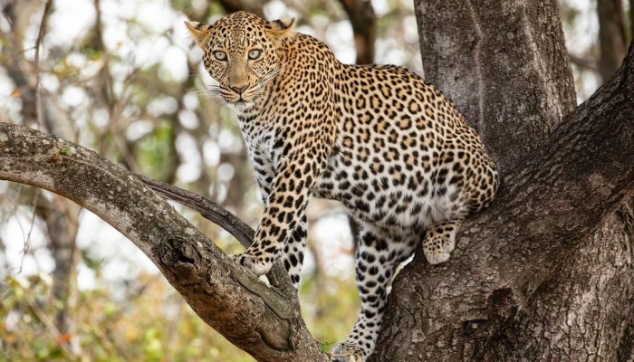 8-Day Safari Adventure Immersive Wildlife and Cultural Experience