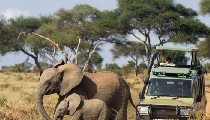 6-Day Majestic Midrange Safari to Tarangire, Serengeti, Ngorongoro, and Lake Manyara
