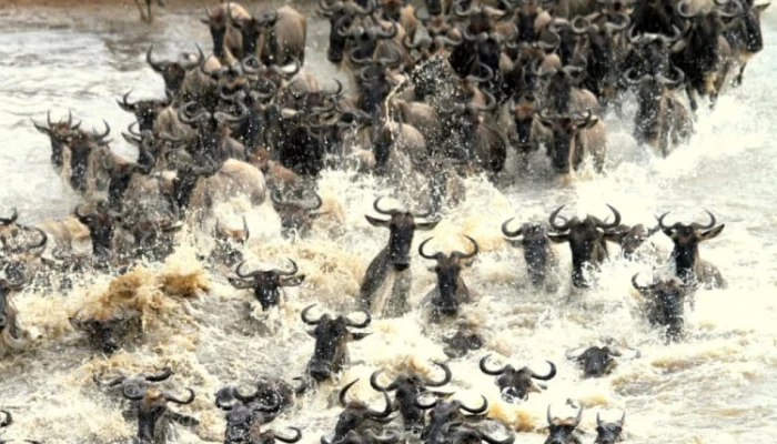 8-Day Wildebeest Migration River Crossing /Night Game