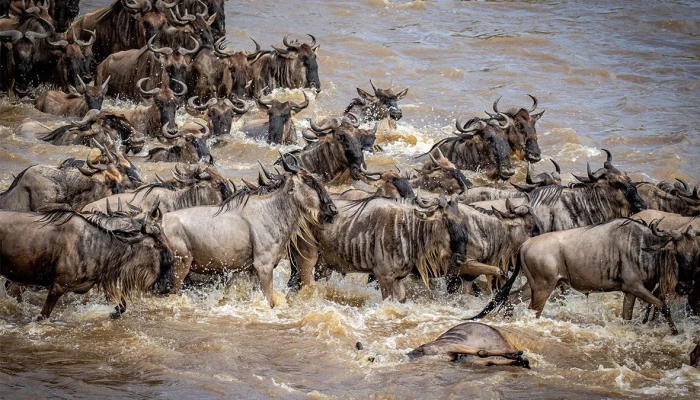 8-Day Wildebeest Migration River Crossing /Night Game