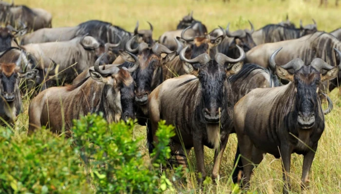 7-Day Private Camping Tour to Witness the Wildebeests Migration