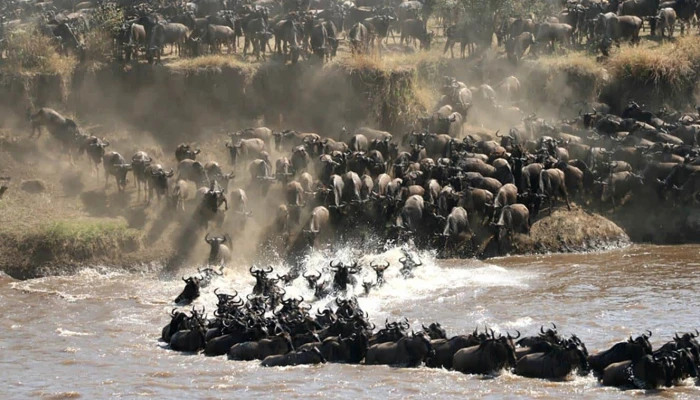 7-Day Private Camping Tour to Witness the Wildebeests Migration