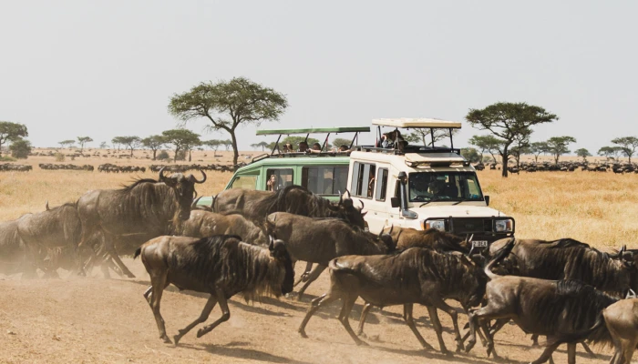 7-Day Private Camping Tour to Witness the Wildebeests Migration