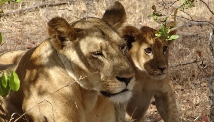 7-Day Private Camping Tour to Witness the Wildebeests Migration