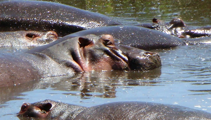 7-Day Ultimate Adventure Safari in Serengeti, Ngorongoro, Tarangire, and Lake Manyara