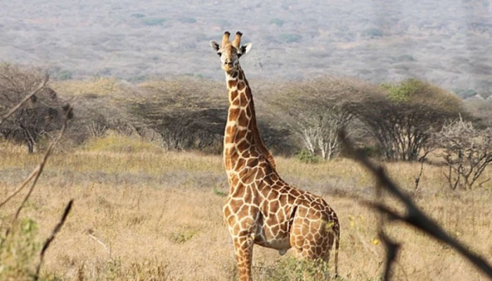 Day Tanzania Private Guide Motorcycle Safari Tour - Image 3
