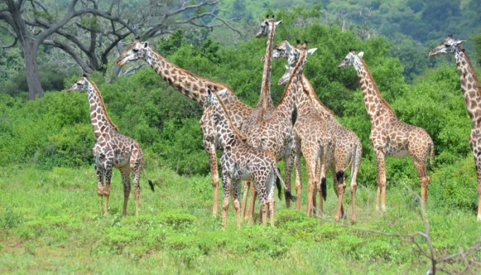 7-Day Tanzania Private Guide Motorcycle Safari Tour - Image 1