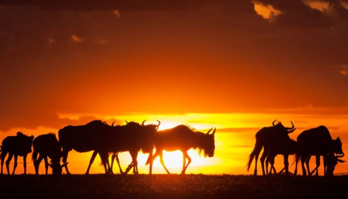 7-Day Tanzania Private Guide Motorcycle Safari Tour - Image 4