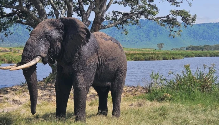 Family Luxury Safari Fly in & Out Of Tarangire, Serengeti Ngorongoro Crater  - Image 3