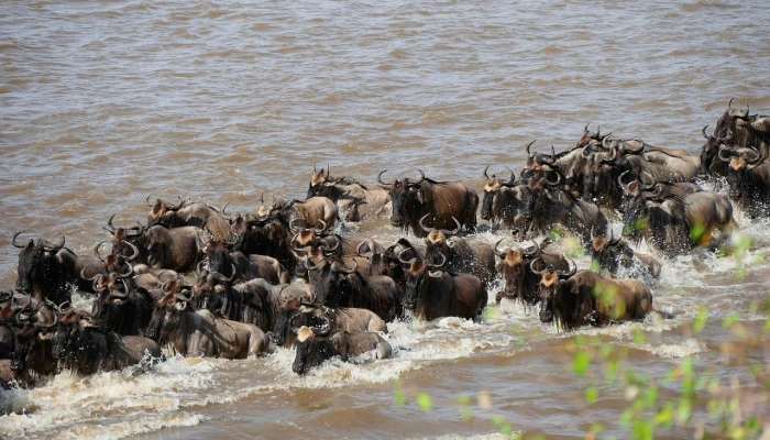 Wildebeests in Ndutu Region