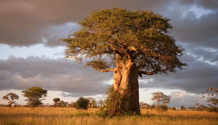 Family Luxury Safari Fly in & Out Of Tarangire, Serengeti Ngorongoro Crater  - Image 4