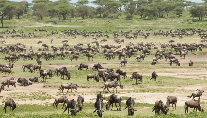 The Ultimate Northern Circuit Safari Experiences. - Image 1