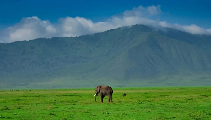 The Ultimate Northern Circuit Safari Experiences. - Image 4