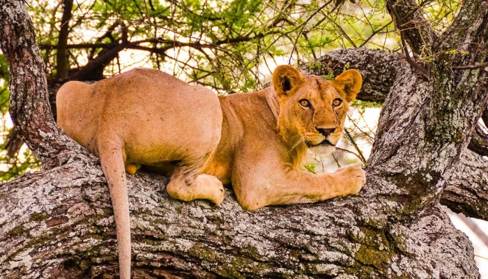 The Ultimate Northern Circuit Safari Experiences. - Image 3